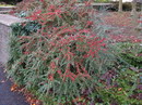 rockspray cotoneaster